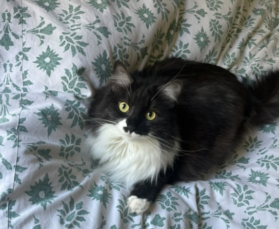 Votre chat est-il gros… ou juste bien portant ?