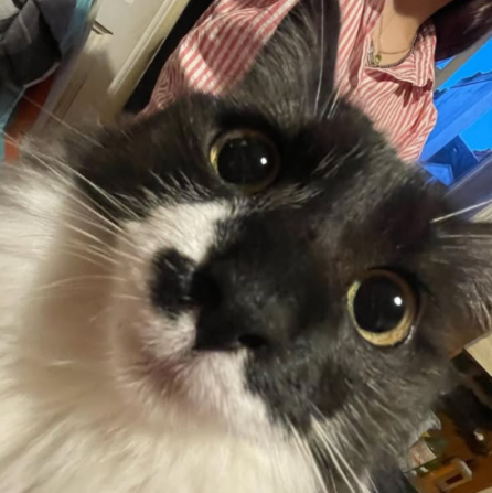 Quelle type de nourriture choisir pour son animal : pâtée ou croquettes ?