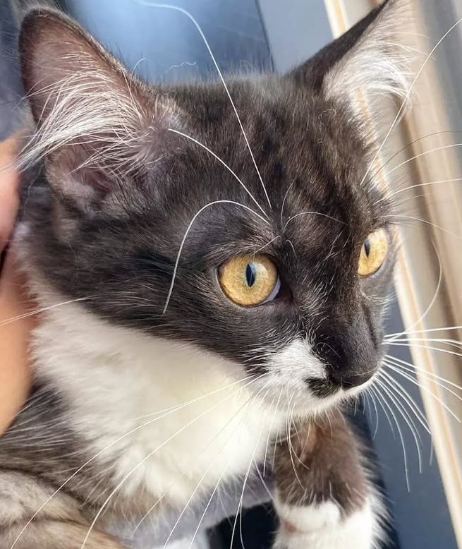 Chaton ou chat adulte : que choisir ?